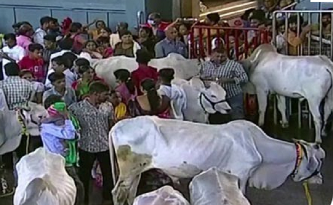 కోడెమొక్కుల స్వీకర్త.. వేములవాడ రాజన్న!