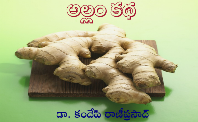 అల్లం కథ