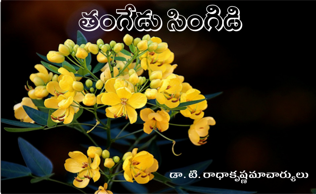 తంగేడు సింగిడి