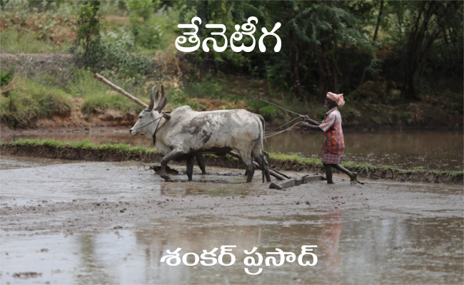 తేనెటీగ