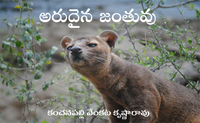 అరుదైన జంతువు