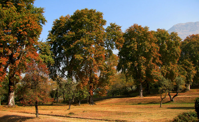 కాశ్మీరు లోయలోని వృక్ష జాతులు 3 – చినార్