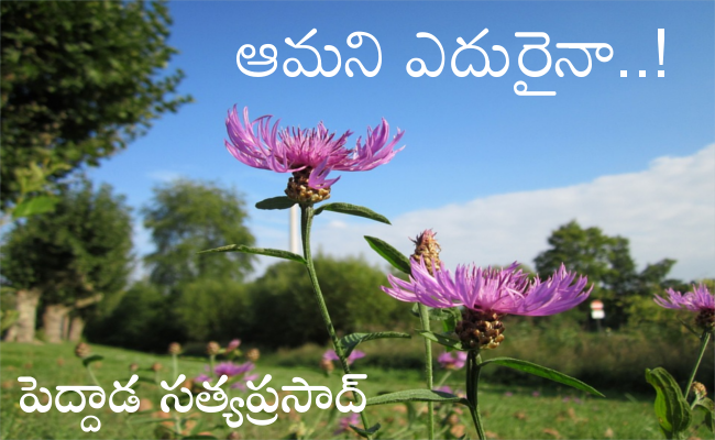 ఆమని ఎదురైనా..!