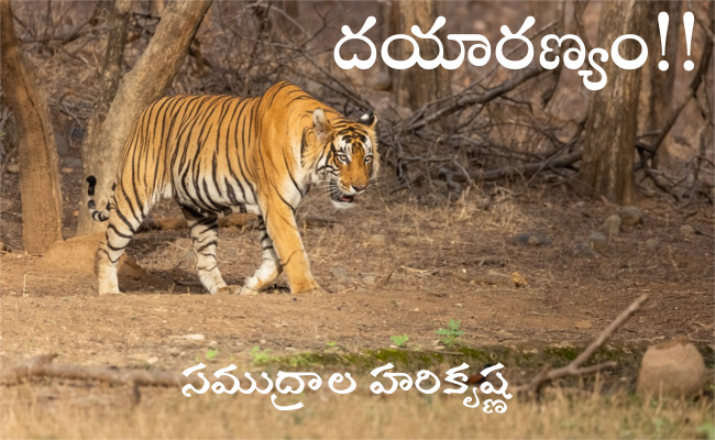 దయారణ్యం!!