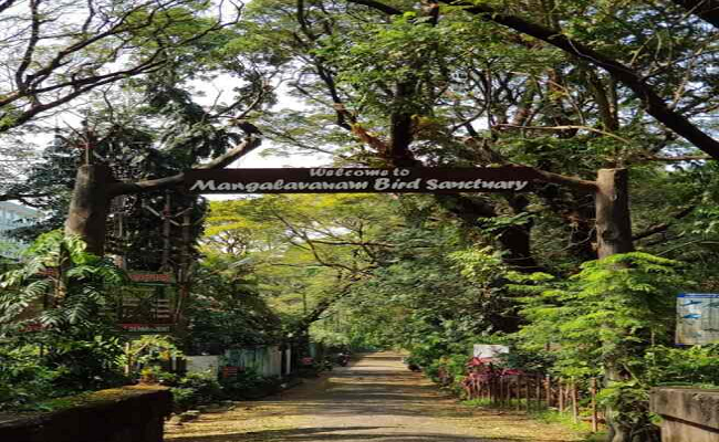 మంగళవనం – కొచ్చి యొక్క ఆకుపచ్చని ఊపిరితిత్తి