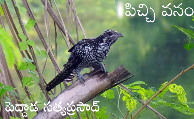 పిచ్చి వనం