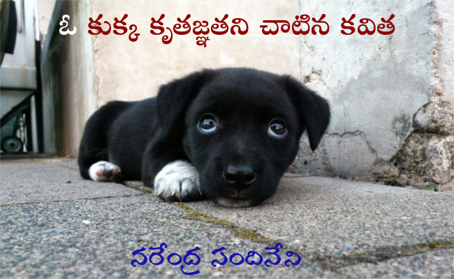 ఓ కుక్క కృతజ్ఞతని చాటిన కవిత ‘నింగినంటే విశ్వాసం’