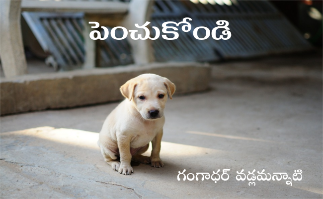 పెంచుకోండి