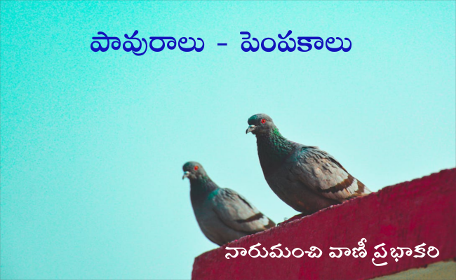 పావురాలు – పెంపకాలు