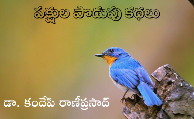 పక్షుల పొడుపు కథలు