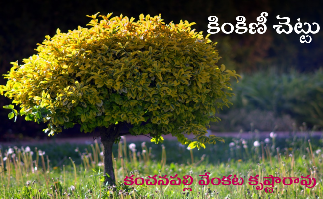 కింకిణీ చెట్టు