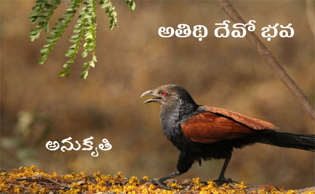 అతిథి దేవో భవ