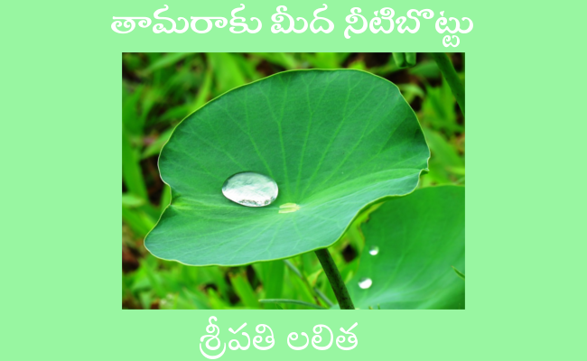 తామరాకు మీద నీటిబొట్టు