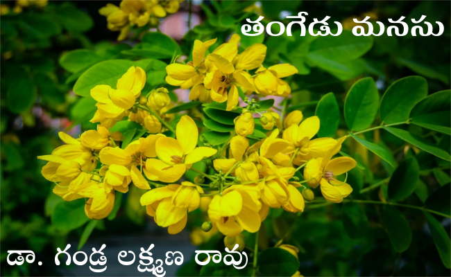 తంగేడు మనసు